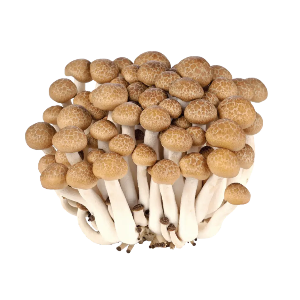 Brown beech mushroom shimeji 150g