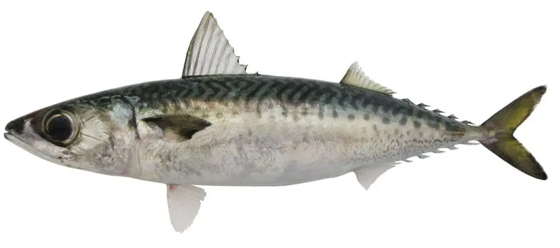 Star Pride Mackerel Scomb W/R 450/600g by weight/kg