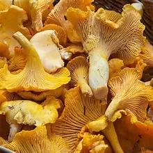 Mushroom Suomi kg